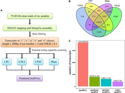 Integrated Analysis of Long Non-coding RNAs (lncRNAs) and mRNAs Reveals the Regulatory Role of lncRNAs Associated With Salt Resistance in Camellia sinensis